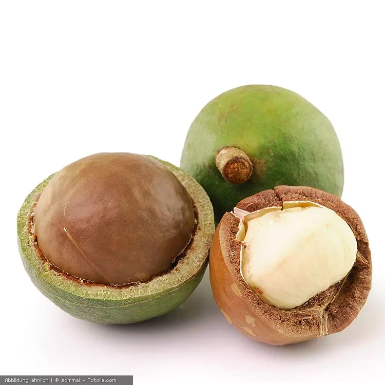Bio Macadamia Nüsse | Fein-buttriger Rohkostgenuss | Aus Südafrika Premium-Qualität | Reich an ungesättigten Fettsäuren