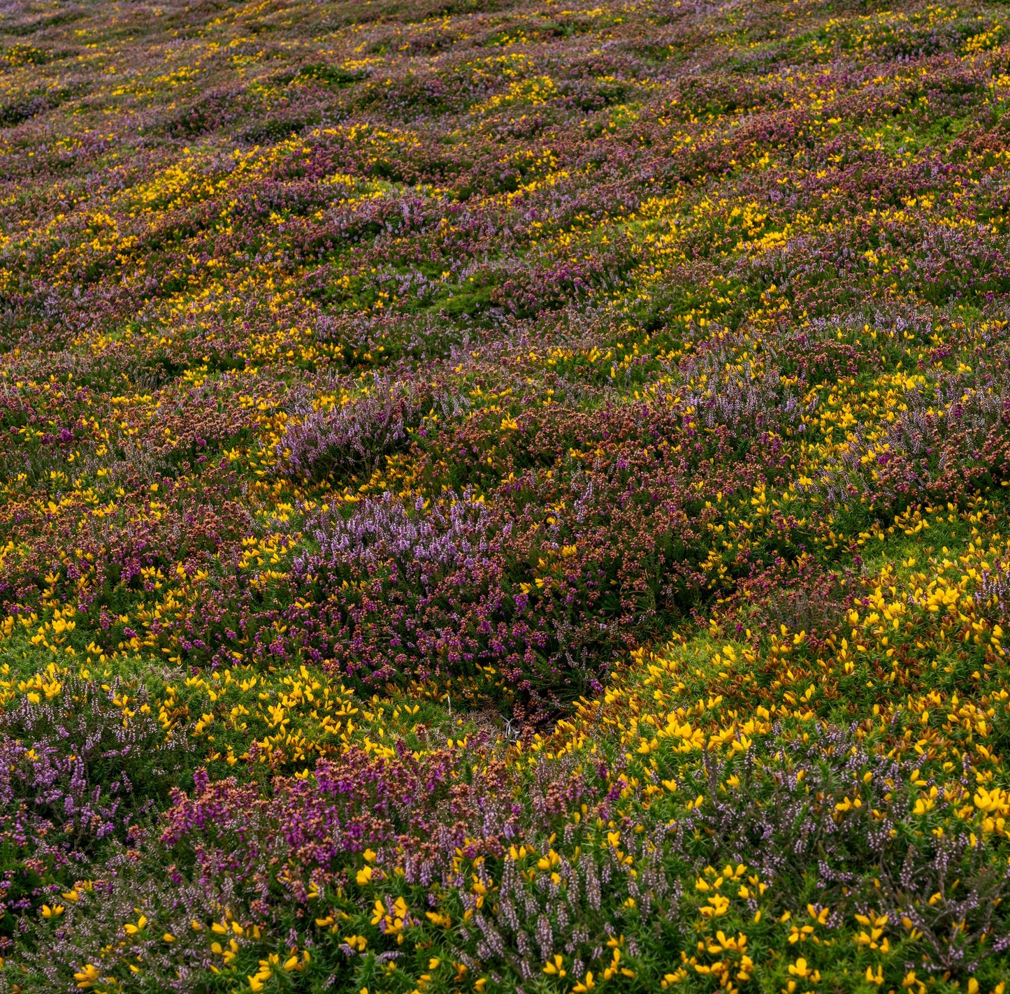 Cremiger Heidehonig aus Spaniens Bergheiden | 910-g-Glas