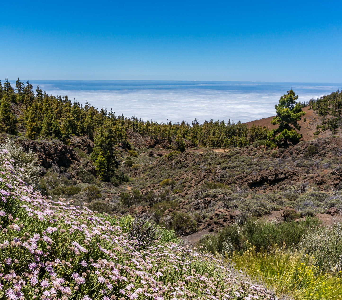 Kräftiger Bergblütenhonig aus Spaniens Bergwäldern | 910-g-Glas