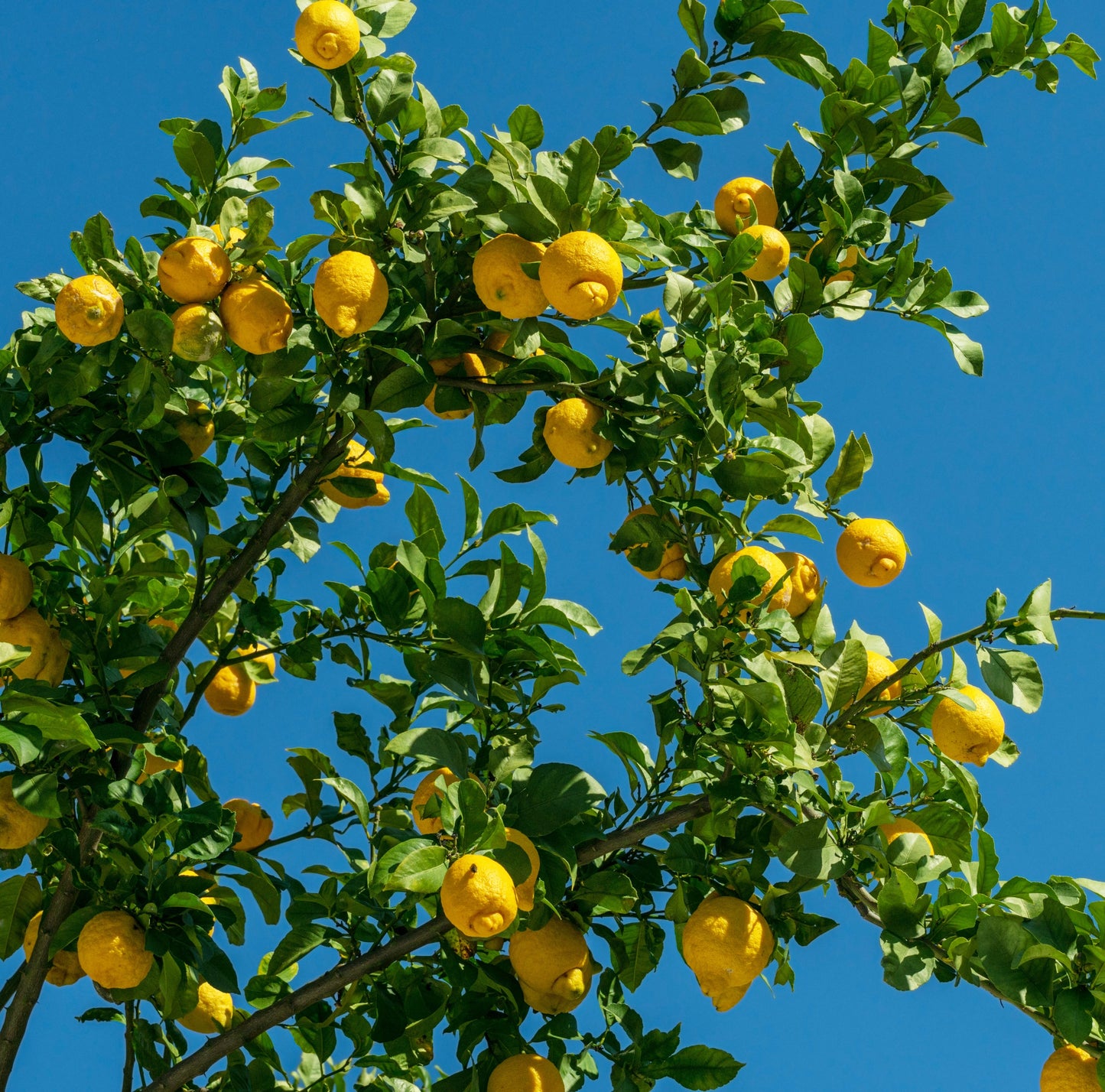 Fragrant lemon blossom honey from Spain's Mediterranean coast | 910g jar