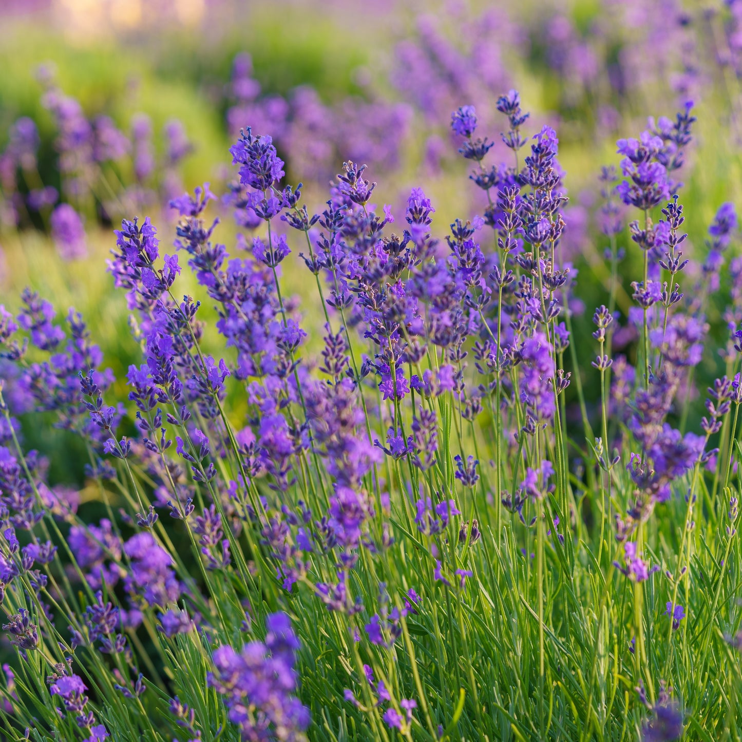 Duftender Lavendelhonig aus Spaniens Hochebene | 910-g-Glas