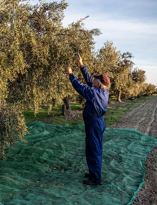 Olivenhaine der Cooperativa Agrícola Cambrils an der Costa Dorada