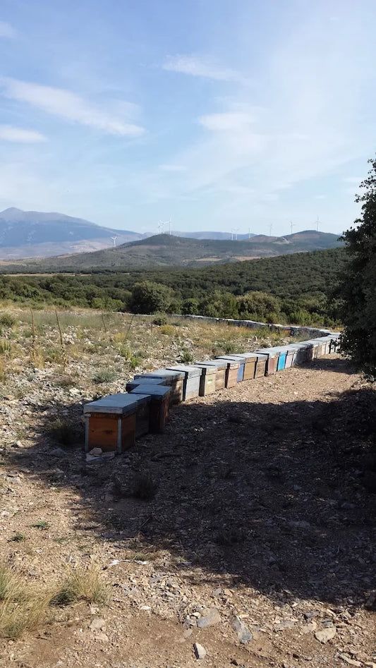 Imkerei Miel del Tío Juan Cruz in Aragón