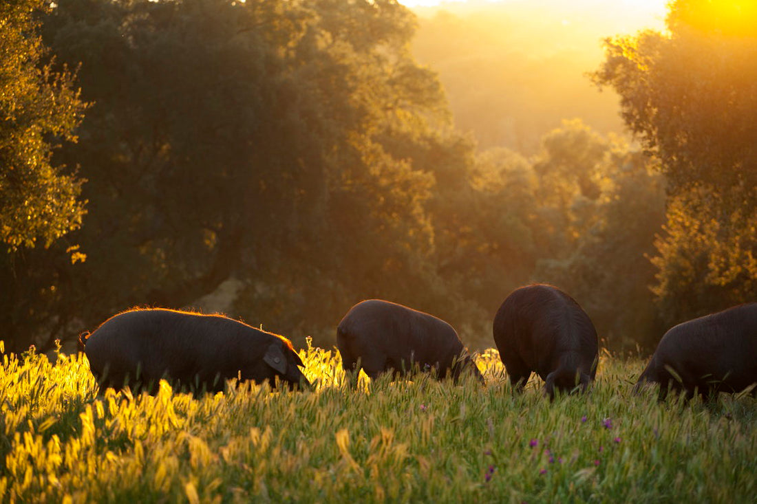 Ibérico-Schweine zwischen Eichen in der Dehesa