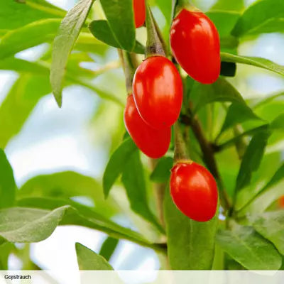 Bio Goji Beeren | Glücksbeeren aus China | Protein- & Ballaststoffreich | Säuerlich-erfrischend & rohkostgerecht