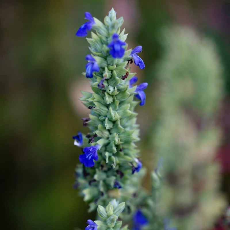 Chia seeds from the Swabian Alps | Premium seeds from regional cultivation | Rich in omega fatty acids, fiber & protein | 1 kg