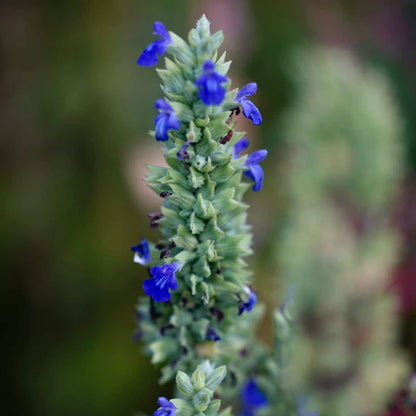 Chia seeds from the Swabian Alps | Premium seeds from regional cultivation | Rich in omega fatty acids, fiber & protein | 1 kg