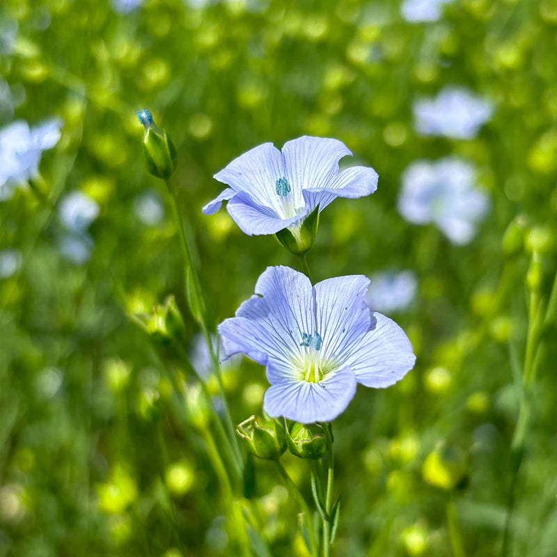 Flaxseed from the Swabian Alps | Rich in Omega-3 fatty acids, fiber & protein | 1 kg