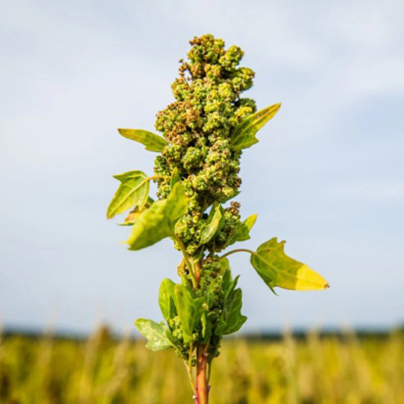 Quinoa from the Swabian Alps | Regionally produced in Germany | Mildly nutty, fluffy & versatile | 1 kg