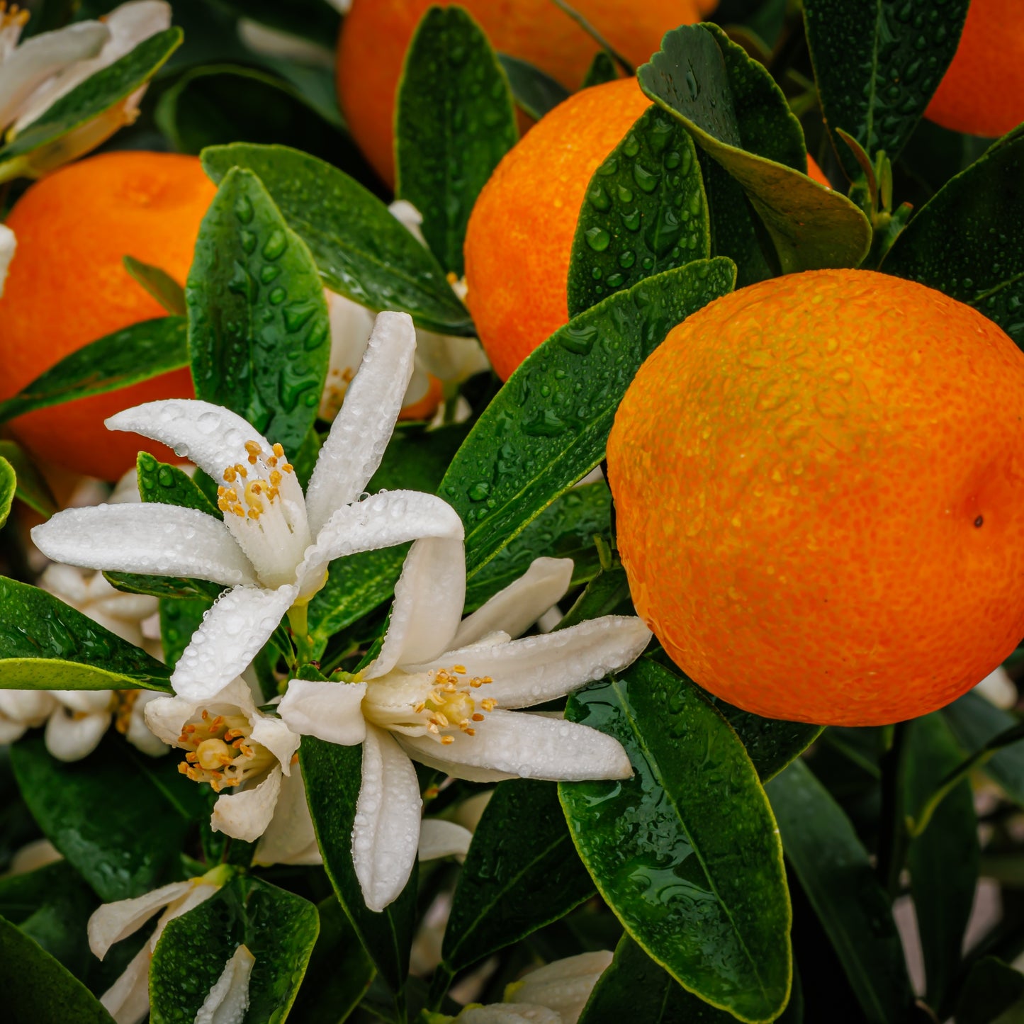 Mediterraner Orangenblütenhonig von Spaniens Mittelmeerküste | 910-g-Glas