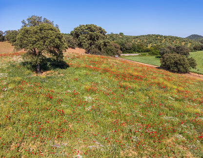 Blütenhonig der spanischen Sommerwiesen | 910-g-Glas