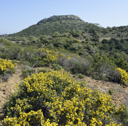 Garrigue-Wildkräuterhonig aus Spaniens Mittelmeerbuschland | 910-g-Glas